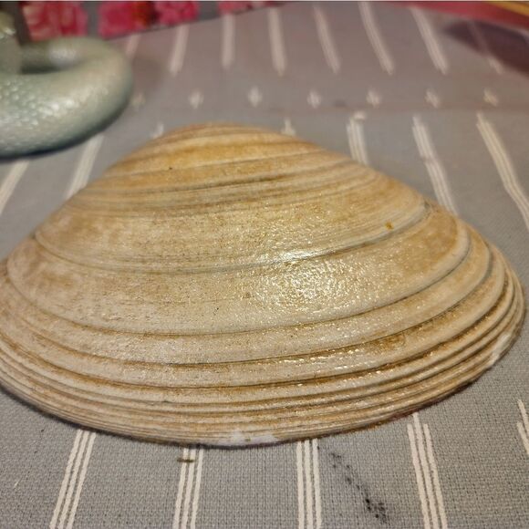 DECOUPAGE CLAM SHELL DECOUPAGE ROSES 🌹 ON A CLAM SHELL TRINKET DISH - Picture 10 of 10